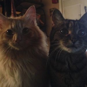 Meet your Posher, Julia